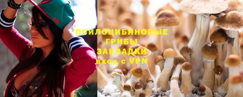 где найти   Котельниково  Псилоцибиновые грибы Psilocybine cubensis 